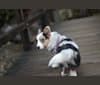 Photo of Julie, a Cardigan Welsh Corgi  in Moscow, Russia