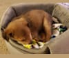 Photo of Brody, a Chihuahua, Dachshund, Pomeranian, and Mixed mix in Tacoma, WA, USA