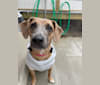 Brandi, an American Pit Bull Terrier and Miniature Pinscher mix tested with EmbarkVet.com