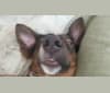 Iggy, an American Village Dog tested with EmbarkVet.com