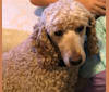 Photo of Champ, a Poodle 