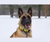 Jäger, a Belgian Malinois and German Shepherd Dog mix tested with EmbarkVet.com