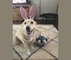 Sasha, a German Shepherd Dog and Siberian Husky mix tested with EmbarkVet.com