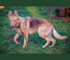 Caesar, a German Shepherd Dog tested with EmbarkVet.com