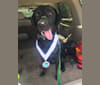 Photo of Saylor Lee, a Labrador Retriever  in Knoxville, Tennessee, USA