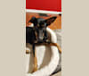 Petunia, a German Shepherd Dog and Australian Cattle Dog mix tested with EmbarkVet.com