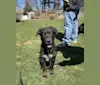 Zuko, a German Shepherd Dog and Rottweiler mix tested with EmbarkVet.com