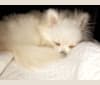 moonie, a Pomeranian tested with EmbarkVet.com
