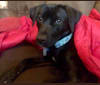 Abbey, a Labrador Retriever and American Staffordshire Terrier mix tested with EmbarkVet.com