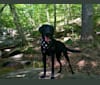 Kingsley, a Labrador Retriever and Golden Retriever mix tested with EmbarkVet.com