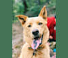 Goose, a German Shepherd Dog and Siberian Husky mix tested with EmbarkVet.com