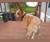 Warrah, an Australian Cattle Dog and Chihuahua mix tested with EmbarkVet.com