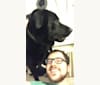 Reggie, a Labrador Retriever and Border Collie mix tested with EmbarkVet.com