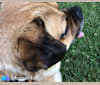 Barney, a Pug and Beagle mix tested with EmbarkVet.com