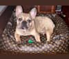 Louie, a French Bulldog and Bulldog mix tested with EmbarkVet.com