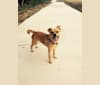 Photo of Abby, a Lhasa Apso, Chihuahua, Australian Cattle Dog, Pomeranian, Rat Terrier, and Mixed mix in Fort Lauderdale, Florida, USA