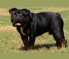 Macon, a Bulldog tested with EmbarkVet.com