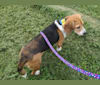 Neely, a Beagle tested with EmbarkVet.com