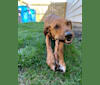 Joey, an Italian Greyhound and Bloodhound mix tested with EmbarkVet.com