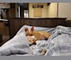 LEONIDAS, a Chow Chow and American Eskimo Dog mix tested with EmbarkVet.com