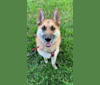 Maya, a German Shepherd Dog and Siberian Husky mix tested with EmbarkVet.com