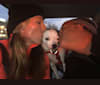 Nemo, a Mountain Cur and Chihuahua mix tested with EmbarkVet.com