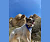 Scolaighe, a Border Collie and Australian Shepherd mix tested with EmbarkVet.com