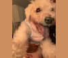 Harry, a Bichon Frise tested with EmbarkVet.com
