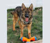 Sidda, a German Shepherd Dog and Belgian Malinois mix tested with EmbarkVet.com