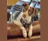 Julie, an American Bulldog and Labrador Retriever mix tested with EmbarkVet.com