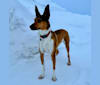 Bailey, an Alaskan-type Husky tested with EmbarkVet.com