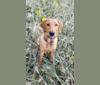 Boon, a Labrador Retriever tested with EmbarkVet.com