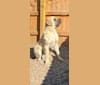 Bumble Yeti, a Mastiff tested with EmbarkVet.com