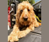Tucker, a Goldendoodle tested with EmbarkVet.com