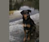 Larry, a Doberman Pinscher and German Shepherd Dog mix tested with EmbarkVet.com