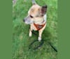 Photo of Macey, an Australian Cattle Dog, Chihuahua, and Mixed mix in Chicago, Illinois, USA