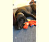 Sherman, a German Shepherd Dog and Labrador Retriever mix tested with EmbarkVet.com