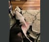 Photo of Cobee, an American Pit Bull Terrier, Australian Shepherd, Australian Cattle Dog, American Staffordshire Terrier, and Siberian Husky mix in San Bernardino, California, USA