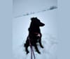 Photo of Rogue, a Border Collie, German Shepherd Dog, Australian Shepherd, and Mixed mix