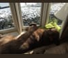 Timber, a Labrador Retriever and American Pit Bull Terrier mix tested with EmbarkVet.com