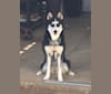 Zaria, a Siberian Husky and German Shepherd Dog mix tested with EmbarkVet.com
