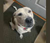 Brin, an American Pit Bull Terrier and American Bulldog mix tested with EmbarkVet.com