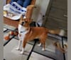 Photo of Buddy, a Shetland Sheepdog, Miniature Pinscher, and German Shepherd Dog mix in Huntsville, Alabama, USA
