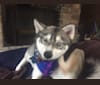 Clint, an Alaskan Klee Kai tested with EmbarkVet.com