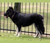Sophy, an Alaskan Malamute and German Shepherd Dog mix tested with EmbarkVet.com