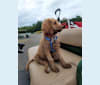 Jackson, a Goldendoodle tested with EmbarkVet.com