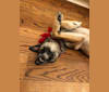 Grey Wind, a Belgian Malinois and German Shepherd Dog mix tested with EmbarkVet.com