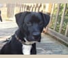 Tango McKenzie, a German Shepherd Dog and Great Dane mix tested with EmbarkVet.com
