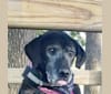 Issybelle, a Rottweiler and Labrador Retriever mix tested with EmbarkVet.com