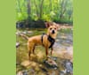 Photo of Chacho, a Chihuahua, Yorkshire Terrier, Rat Terrier, and Pomeranian mix in Chicago, Illinois, USA